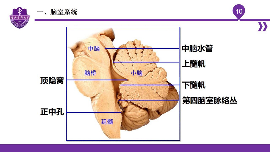 004脑室、脑膜、脑池、脑脊液_10.jpg
