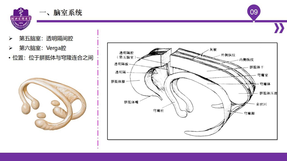 004脑室、脑膜、脑池、脑脊液_11.jpg