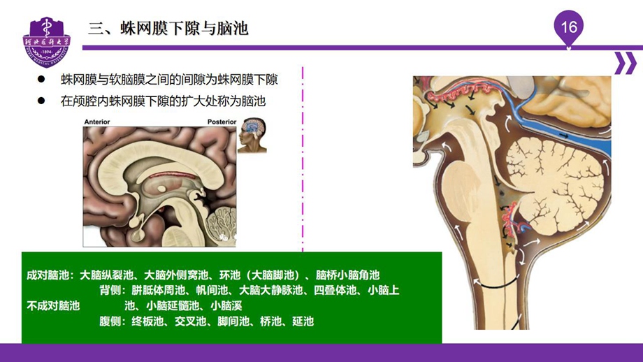 004脑室、脑膜、脑池、脑脊液_18.jpg